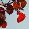 路傍の花たち2016：晩秋の深緋