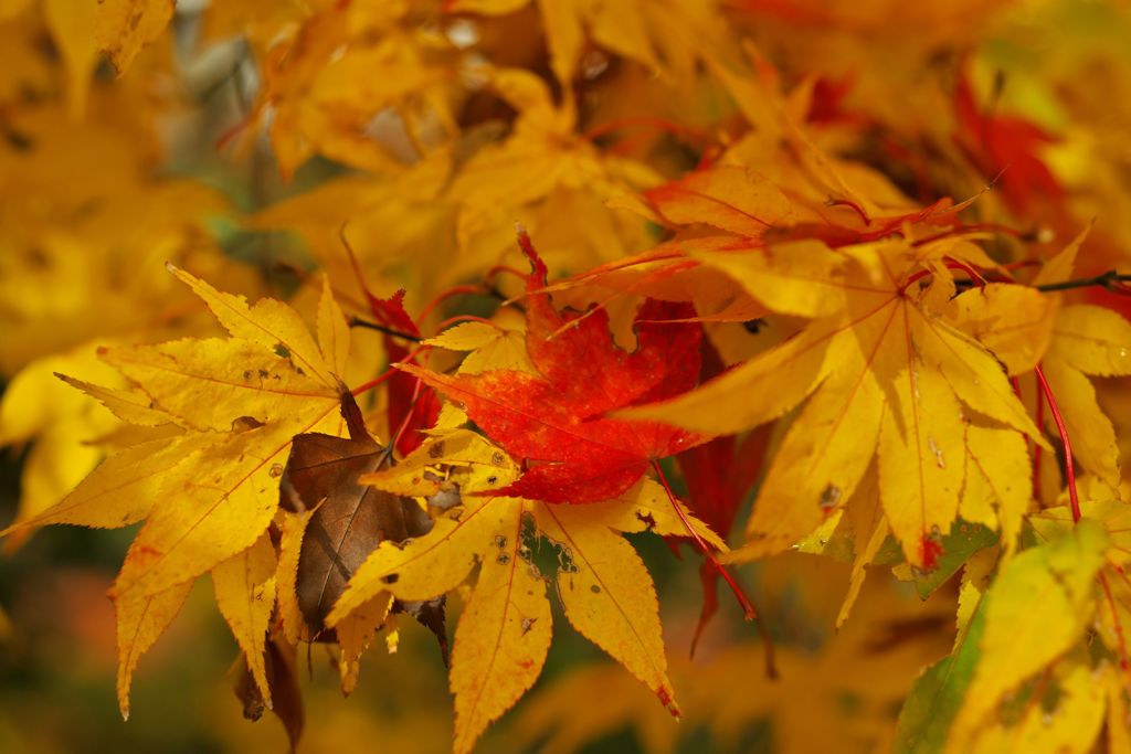 唐紅の綾錦2016：鶸色に抱かれる深緋