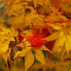 唐紅の綾錦2016：鶸色に抱かれる深緋