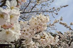 路傍の花たち2016：松川咲き初めa