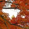 路傍の花たち2016：薬師堂の擬宝珠