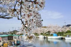 路傍の花たち2016：内川散り初め桜a