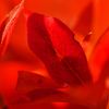 路傍の花たち2016：紅蓮の満天星b