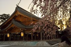 路傍の花たち2016：護国神社の紅枝垂b