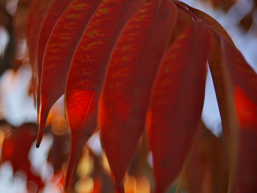 路傍の花たち2016：もう一つの紅葉