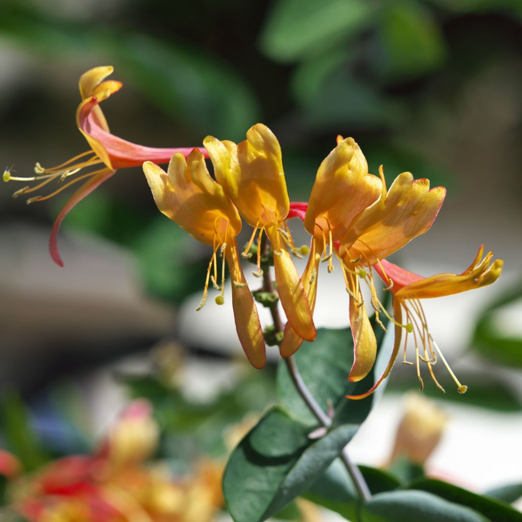 路傍の花たち2016：Honeysuckle_夏の終わり