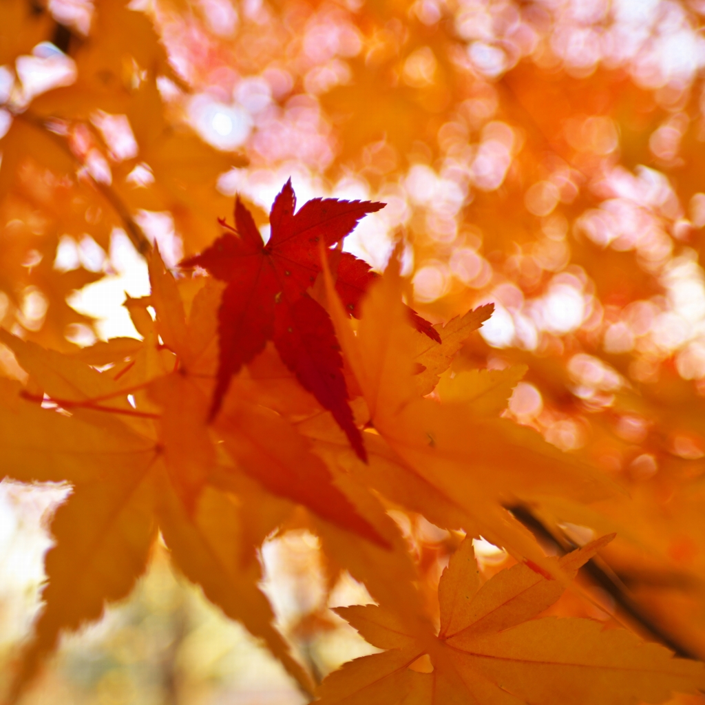 唐紅の綾錦2014q：抱き留められる赤