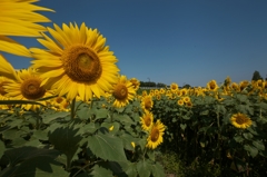 路傍の花たち2015：ひまわり迷路a