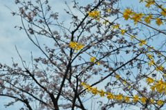 路傍の花たち2016：薄桃と黄色