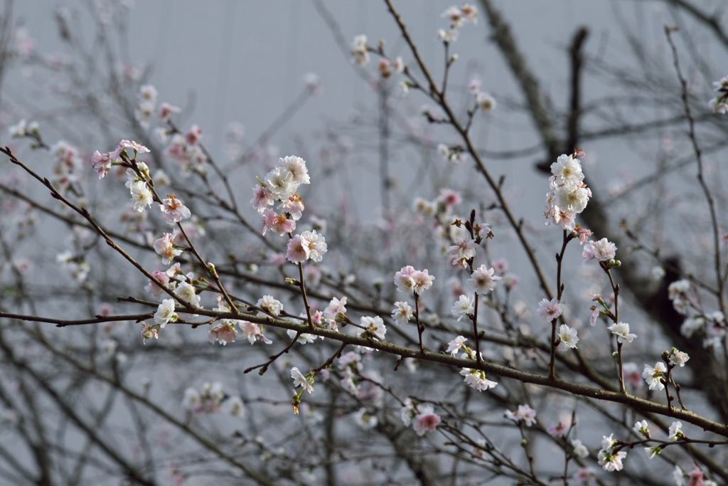 路傍の花たち2016：晩秋の繚乱