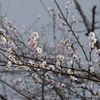 路傍の花たち2016：晩秋の繚乱