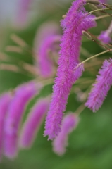 路傍の花たち2015：唐糸草