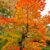 唐紅の綾錦2016：中之島の葉団扇楓