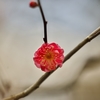 路傍の花たち2016：鹿児島紅一輪