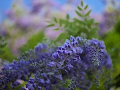 路傍の花たち2015：藤のポートレイト