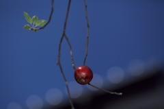 路傍の花たち2015：小林檎_秋のリズム