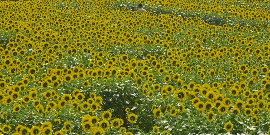 路傍の花たち2015：ひまわり迷路b