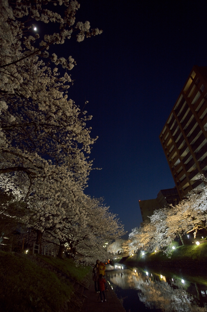夜桜と月