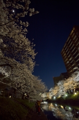夜桜と月