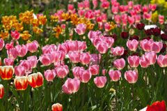 Tulipfair2016：桃色の輝き