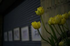 路傍の花たち2016：春宵の黄色
