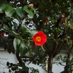 路傍の花たち2016：紅の椿