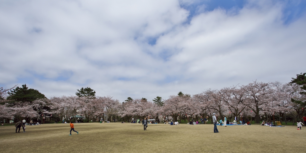 桜めぐり2015：小竹藪三分咲き