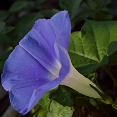 路傍の花たち2015：朝顔ひとり