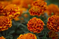 路傍の花たち2015：ダリア？