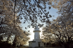 桜の灯台2