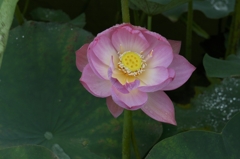 路傍の花たち2015：蓮台全開