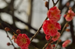 路傍の花たち2016：寒紅梅三分咲き