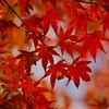唐紅の綾錦2016：三の丸の紅