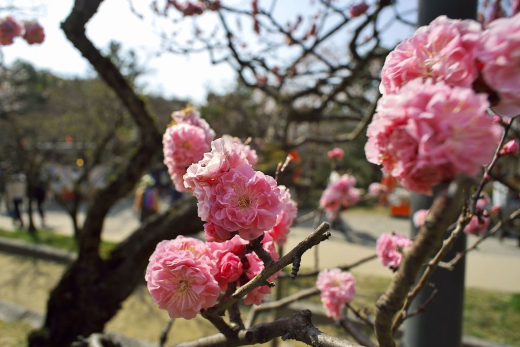 路傍の花たち2016：獅子頭