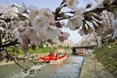 路傍の花たち2016：松川咲き初めb