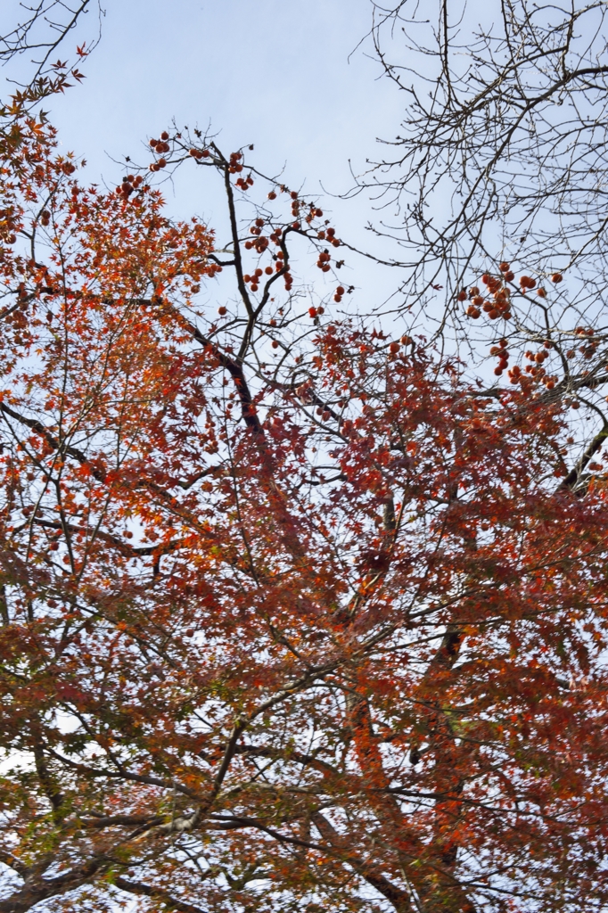 唐紅の綾錦2015：柿と紅葉