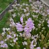 路傍の花たち2016：花虎尾の夏