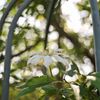路傍の花たち2016：木漏れ日クレマチス