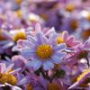 路傍の花たち2016：霜月の菊a