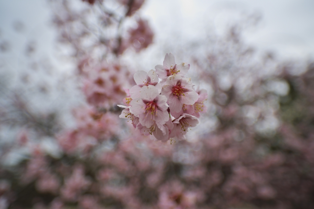 桜めぐり2015：新種の桜三分咲き