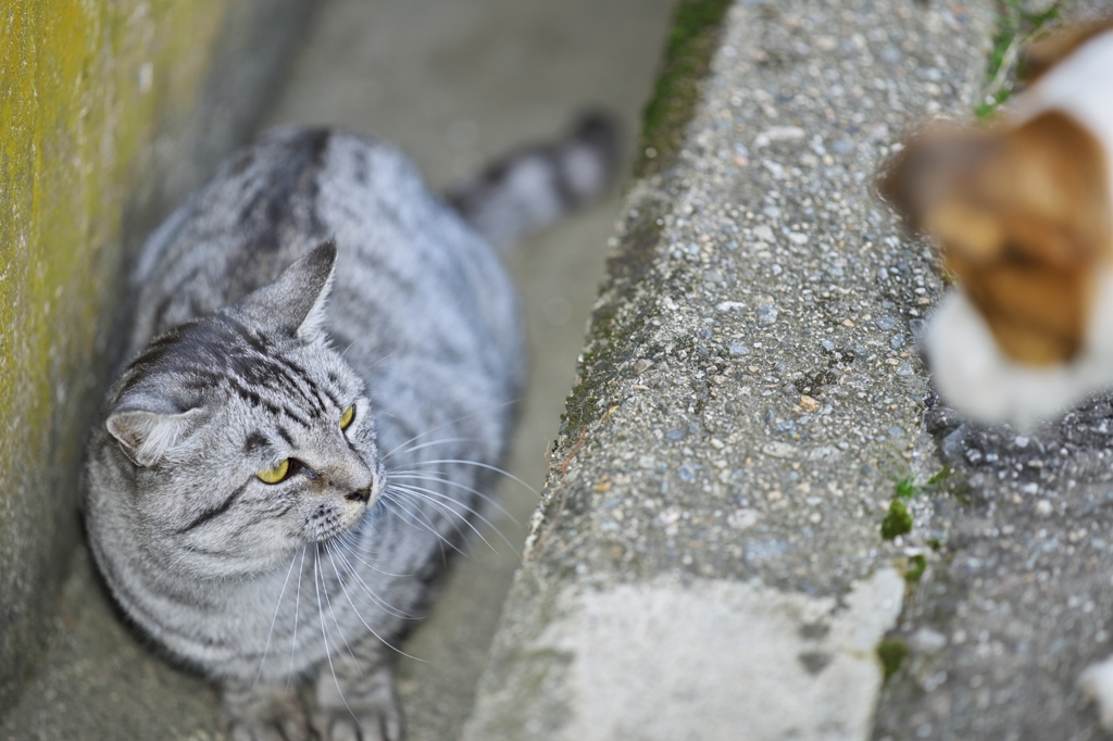 対峙2015：太朗と猫