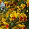路傍の花たち2017：朝露頬紅金雀枝