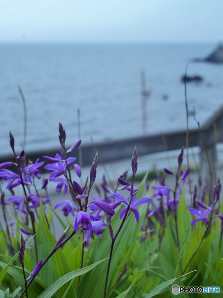 路傍の花たち2016：海辺の紫蘭