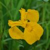 路傍の花たち2017：黄菖蒲の露