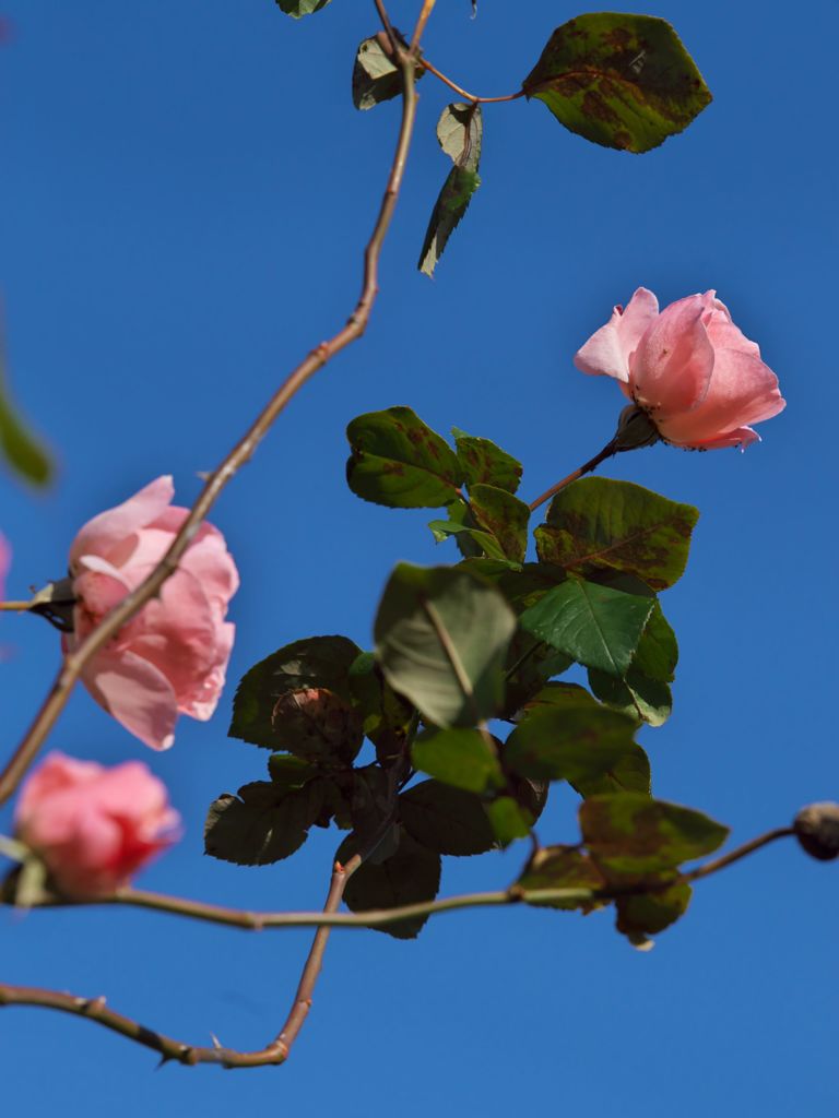 路傍の花たち2016：晩秋の桃色と青b