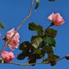 路傍の花たち2016：晩秋の桃色と青b