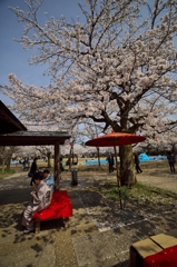桜めぐり2015：花の茶席