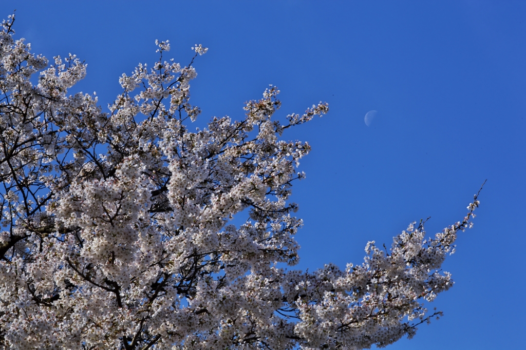 桜めぐり2015：残月染井吉野