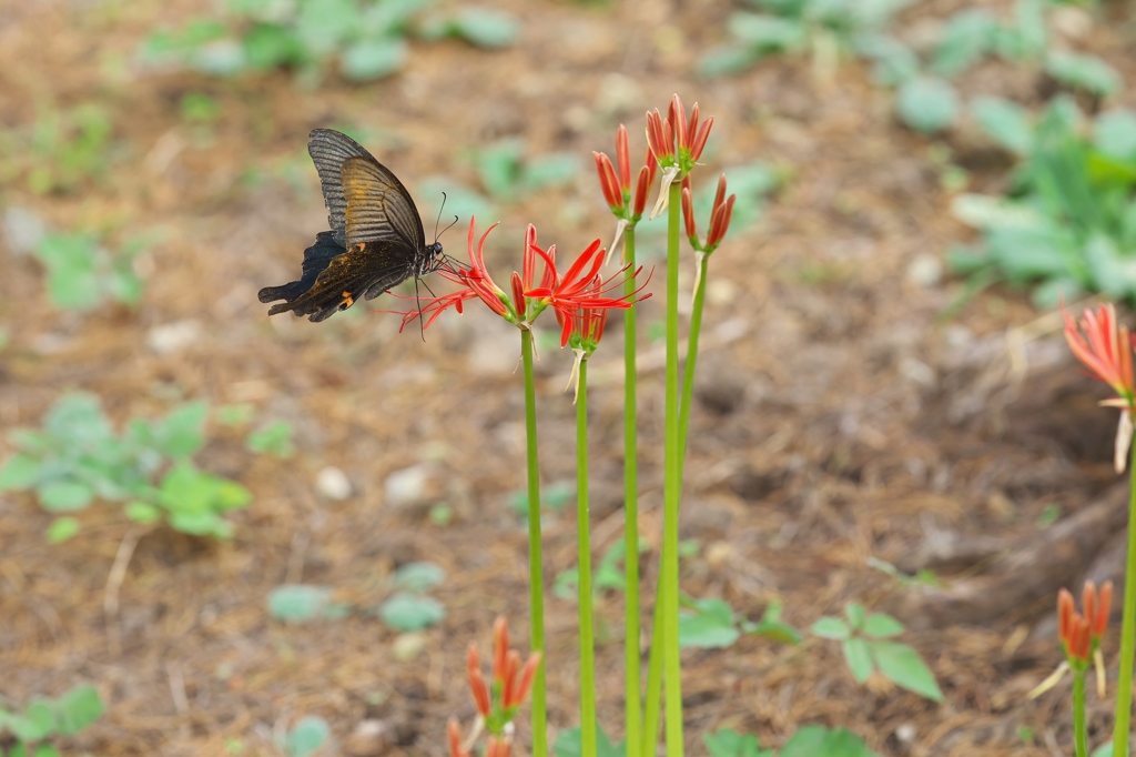 路傍の花たち2015：緋色と黒a