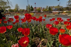 TulipFair2015：水辺の深緋